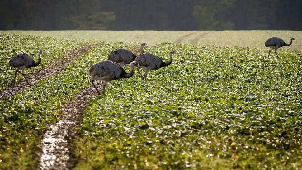 Sute de păsări exotice fac ravagii în recoltele fermierilor din nordul Germaniei / Foto: audubon.org