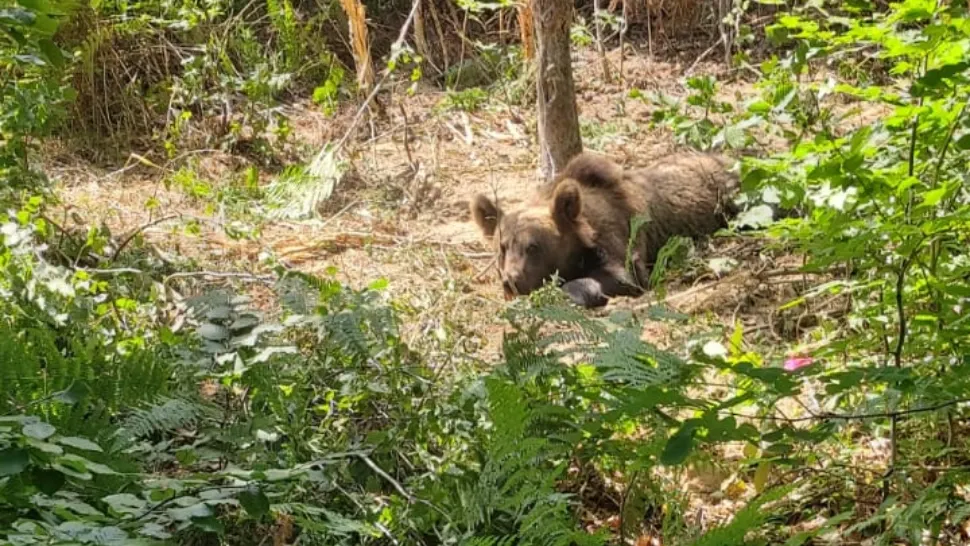 Urs legat de un copac, în pădure