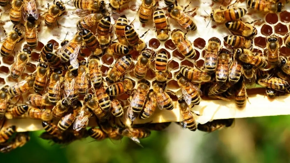 Cele mai periculoase insecte sunt albinele