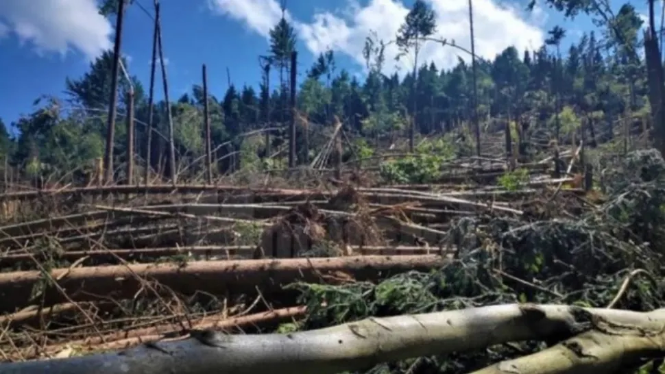 Pădure din Suceava, distrusă de ciclon