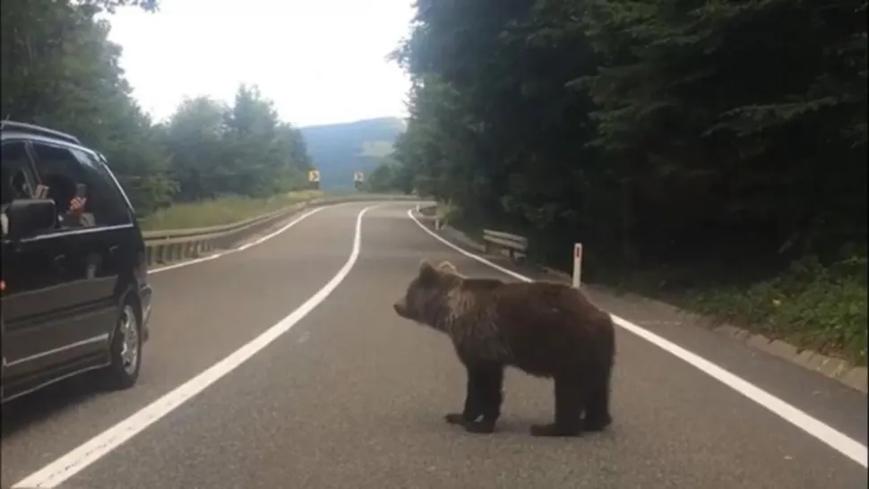 Hrănitul urșilor a devenit un fel de sport național printre turiști. Foto arhivă