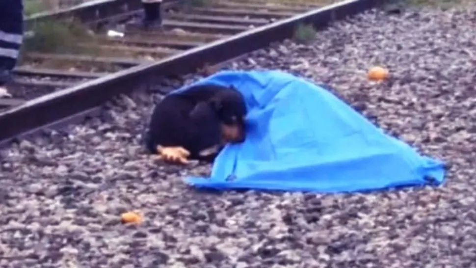 O cățelușă s-a cuibărit lângă trupul lipsit de viață al stăpânei lovite mortal de un tren