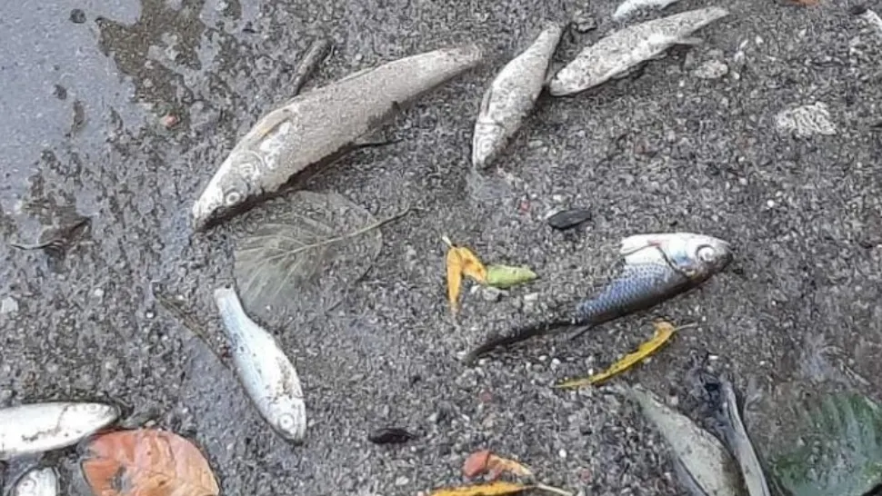 Peşti morţi în apele lacului Ciric din Iaşi! Autoritățile pun incidentul pe seama caniculei: imagini uluitoare/ Arhivă foto