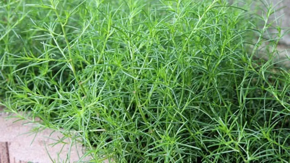Salsola