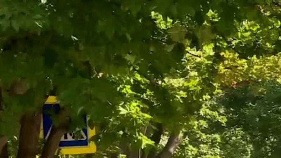 Semnalizarea rutieră din România este... în pom! Semnele de circulație acoperite de vegetație, PERICOL în trafic