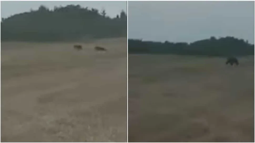 Ursi în zona localității Ciugud (arhivă)