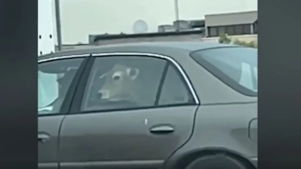 Un șofer a mers la fast-food cu o vacă pe bancheta din spate a mașinii. Captură video