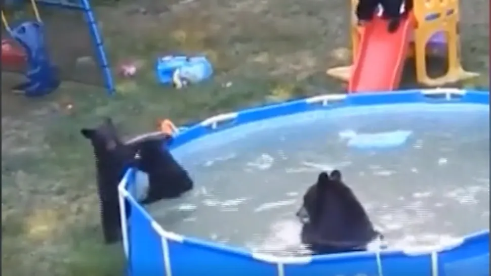 O familie de urși se distrează la piscină