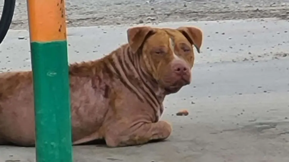 Povestea unui câine din rasa pitbull face înconjurul lumii