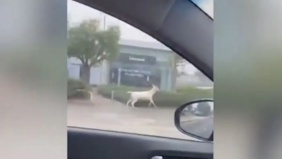 Poliția a ucis, din precauție, un cerb alb care alerga pe străzile unui oraș, în Anglia. Captură video