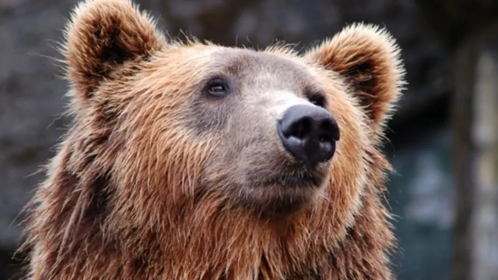 Încă un bărbat a fost atacat de urs, în județul Harghita