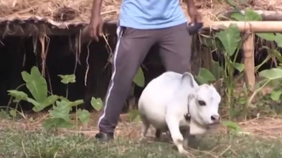 Cea mai mică vacă din lume, inclusă postum în Cartea Recordurilor. Captură video