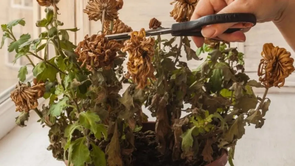 Amestecul pe care trebuie să-l pui în ghiveci dacă florile s-au ofilit