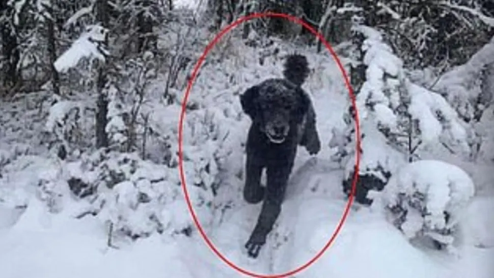 Tu ce vezi în imagine, un câine sau un bărbat?