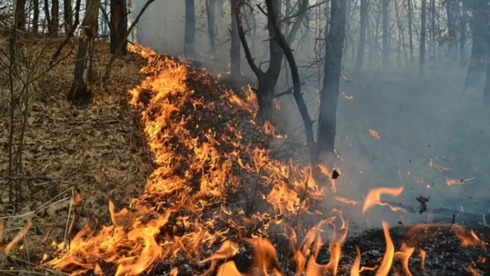 Incendiu puternic la Oituz: pădurea a luat foc