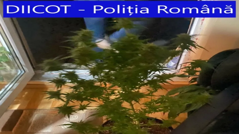 Planta de marijuanna descoperita la percheziție