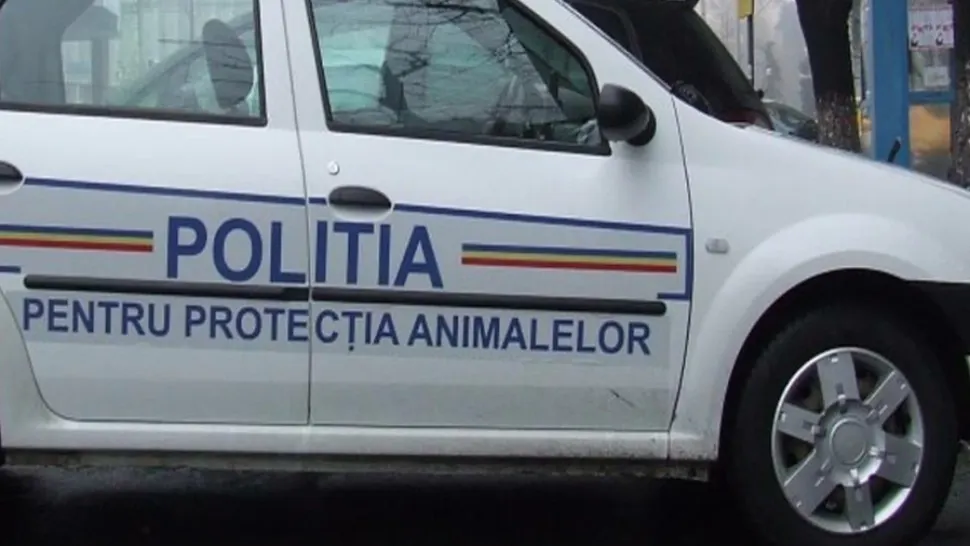 Caine ucis cu o arma de foc