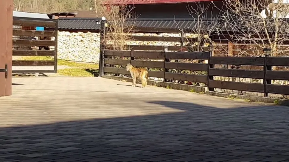 Un pui de râs s-a plimbat prin curtea unor suceveni. Foto/Captură video