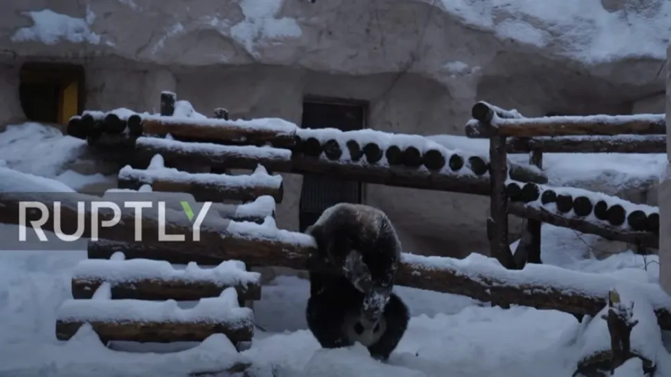 Urs panda bucuros de zăpadă