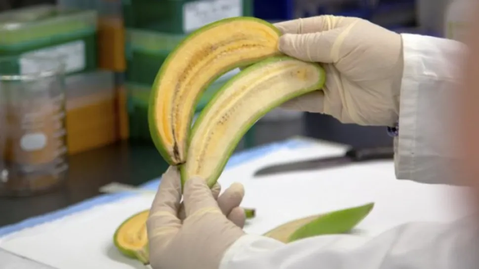 Aceste banane ar putea salva viețile a sute de mii de copii