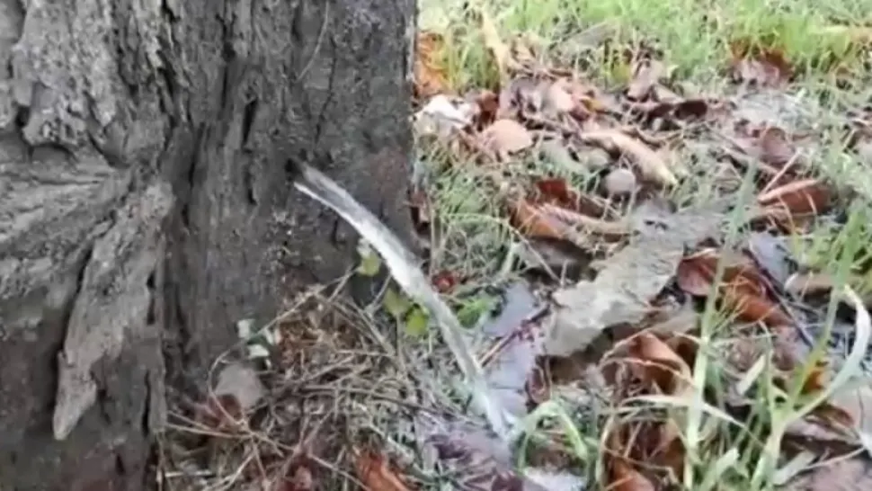 Copacul din care curge apă (captură video)