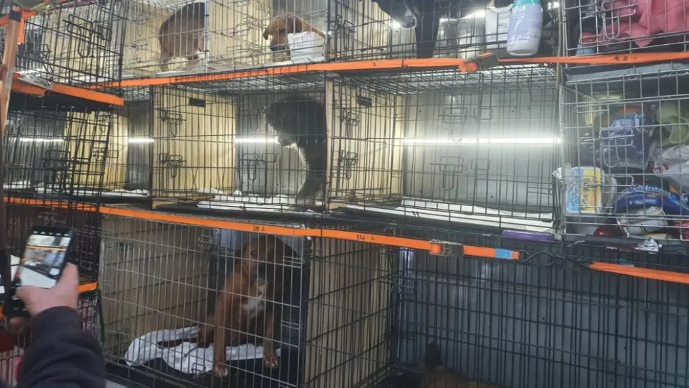 Animale maltratate la un localnic din Giurgiu.