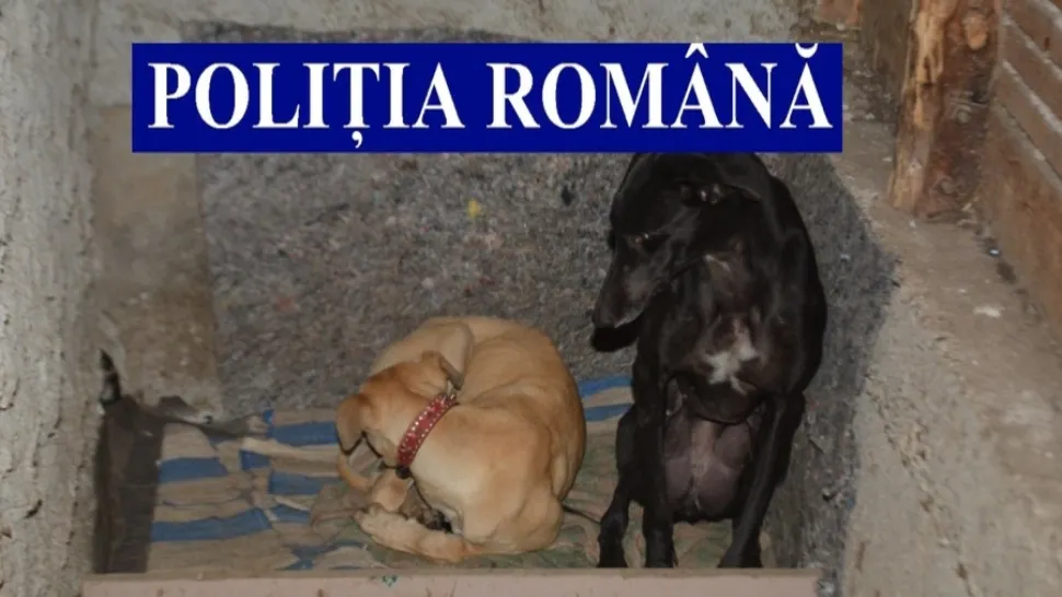 Catei de vânătoare FOTO: Poliția Română 