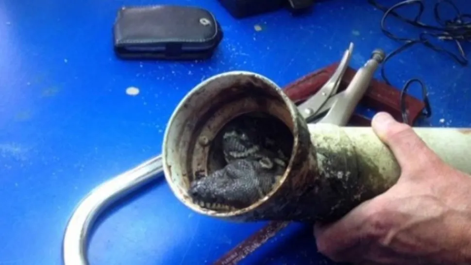 Au fost chemaţi să schimbe o ţeavă înfundată, în baie. Când au tăiat-o, le-a îngheţat sângele