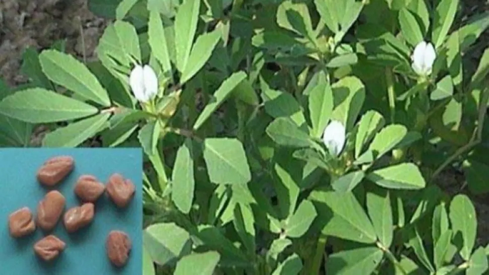 Plantă miraculoasă