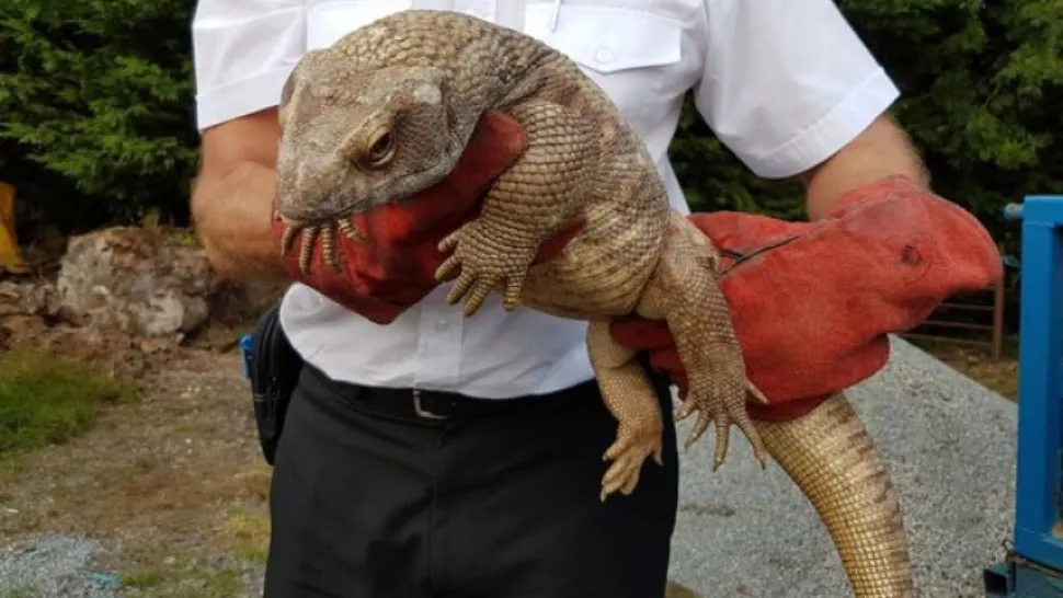 Părea un pui de crocodil, așa că l-a luat acasă. Puțin mai târziu a avut un șoc. Ce era, de fapt, creatura