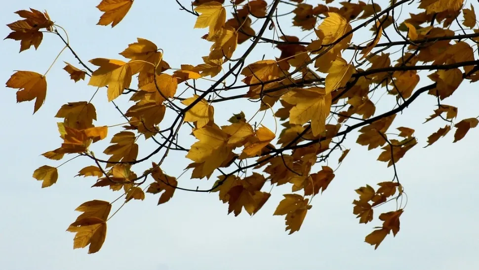 Alertă meteo: cod galben de fenomene meteo periculoase - vânt puternic