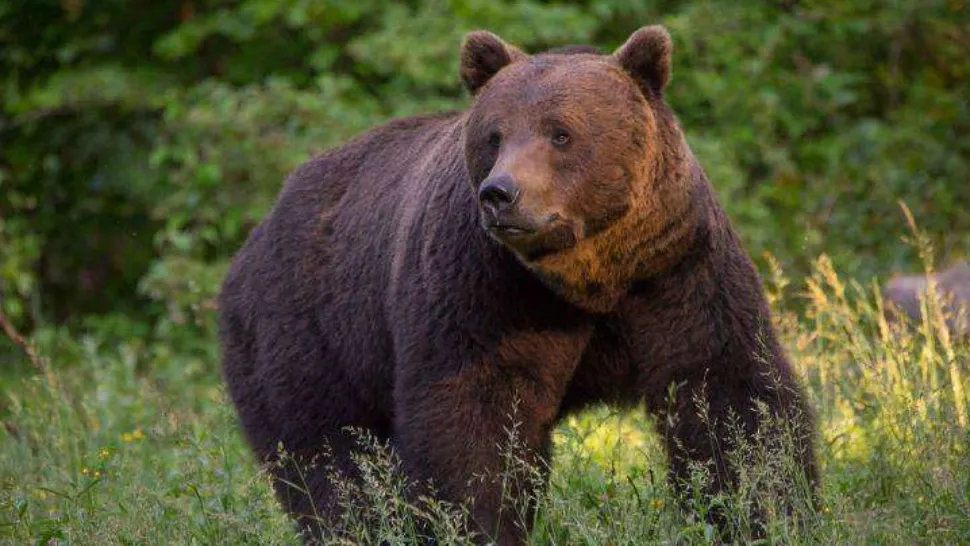 Bărbat GRAV rănit după ce a fost atacat de un urs în Harghita