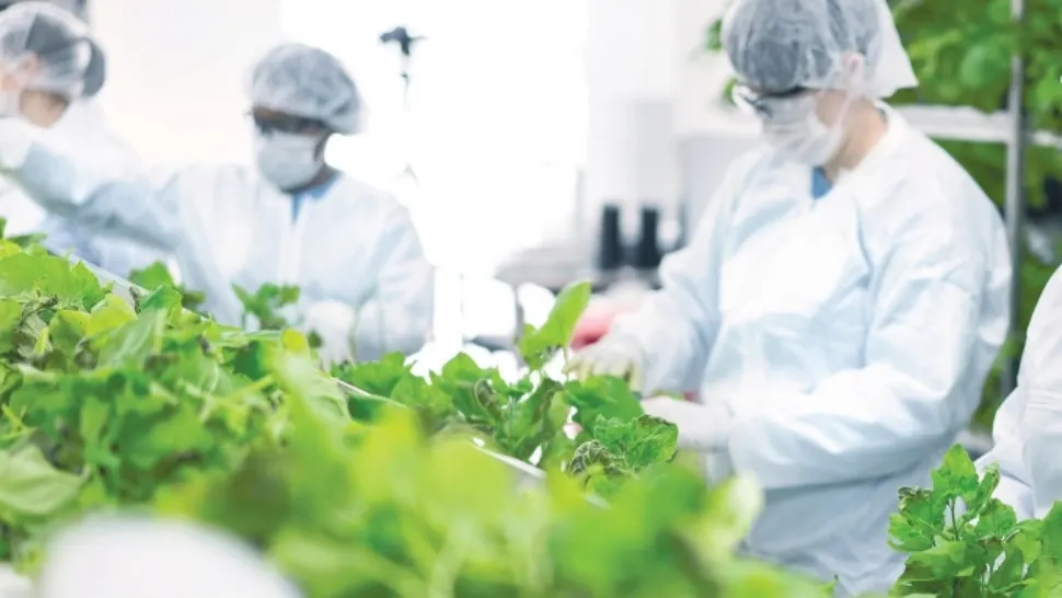 Rezultate extraordinare pentru PRIMUL vaccin anti-COVID-19 pe bază de plante Foto: CTNews.com