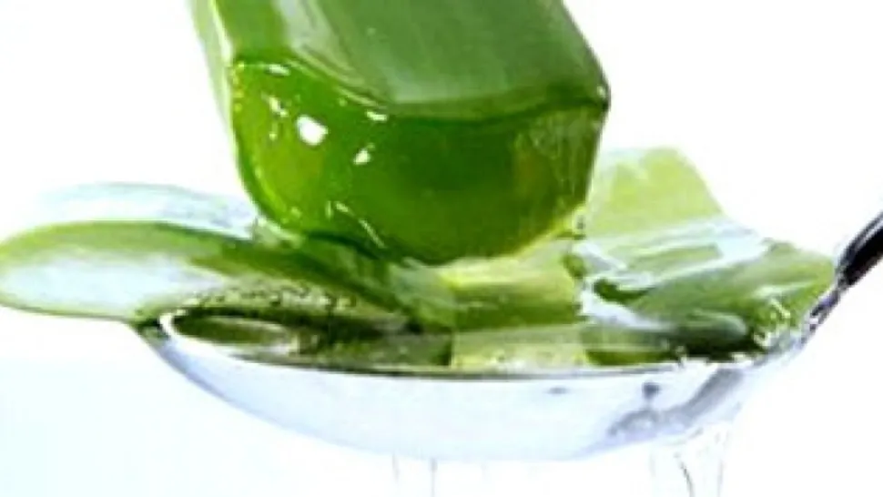 Aloe vera