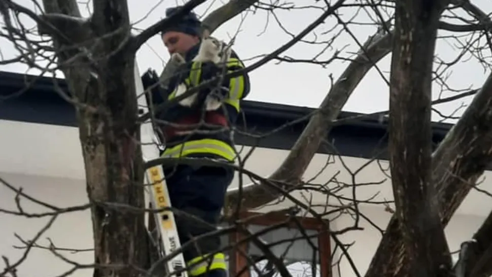 Sursa foto: Facebook ISU Satu Mare