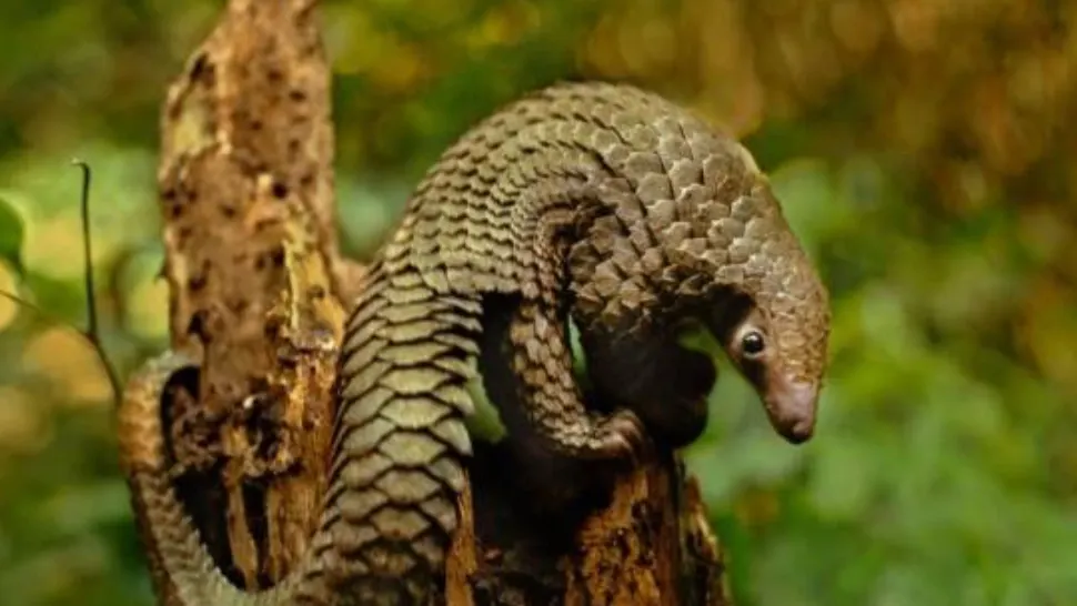 Pangolin FOTO: Profimedia 