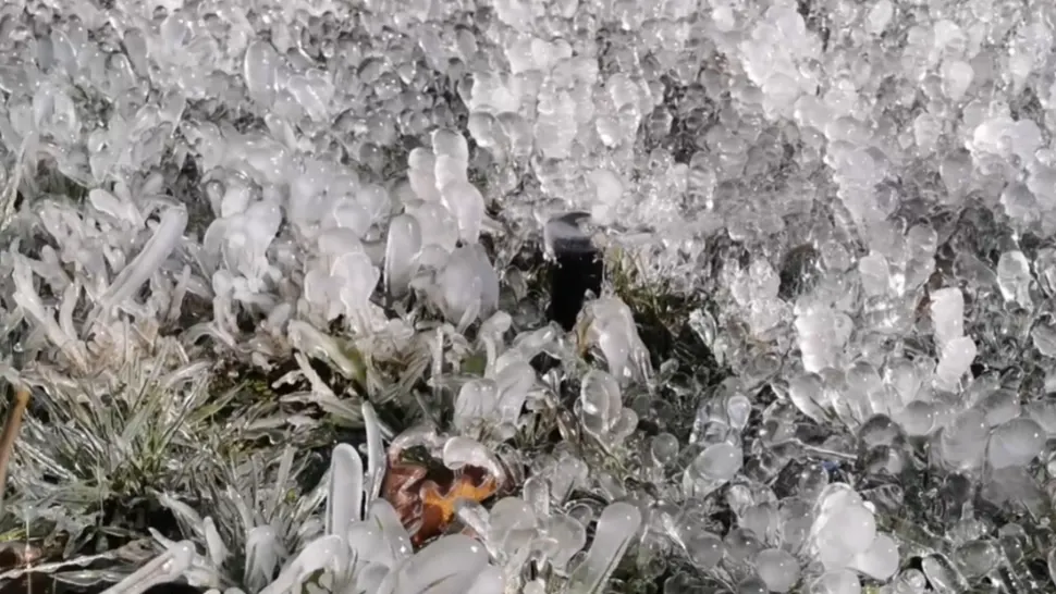 Vegetație înghețată, Sect 6, București / Captură video Facebook