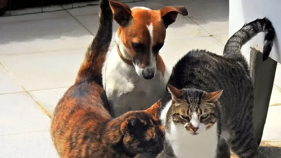 DREPTURI pentru animalele de companie într-o țară din Europa - Ce rol vor juca într-un divorț