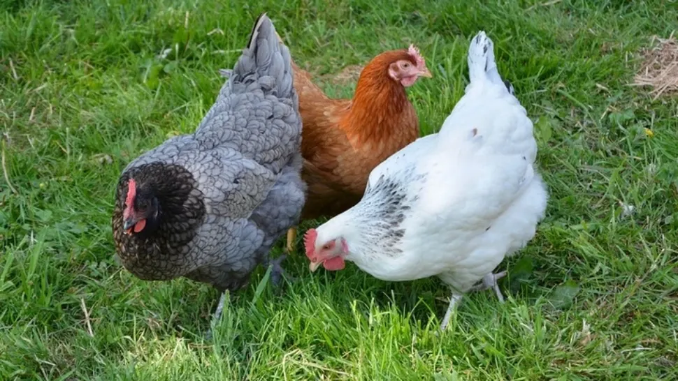 Sucul-antibiotic natural pe care să îl dai găinilor pentru a le păzi de orice boală