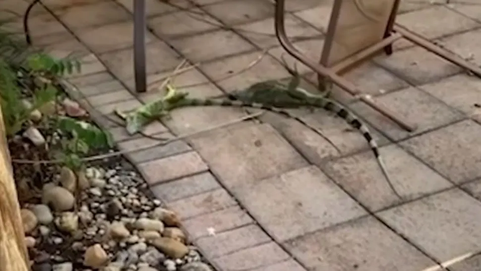 Iguanele cad din copaci din cauza frigului. Foto/Captură video