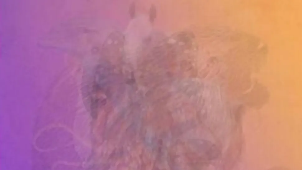 Această iluzie optică ascunde 6 animale