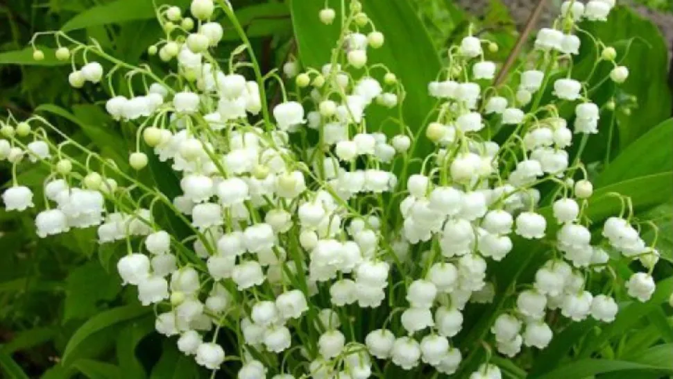 Plantă otrăvitoare