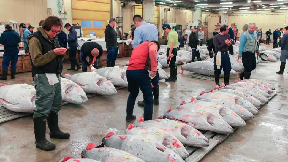 Ton, vândut la preț record, la o licitație în Japonia. Foto/Profimedia