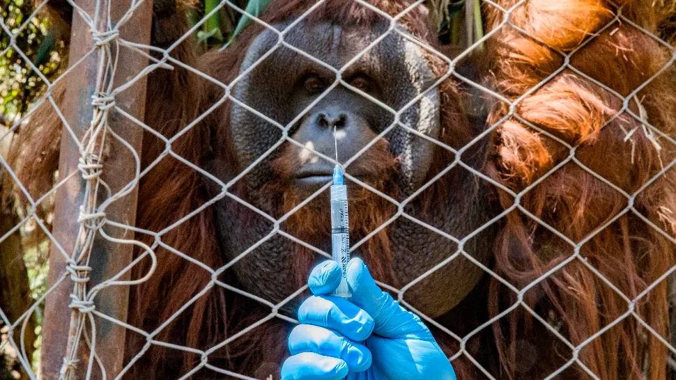 O grădină zoologică își vaccinează anti-Covid animalele. Foto/Profimedia