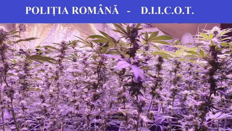 Cannabis FOTO: Politia Romana