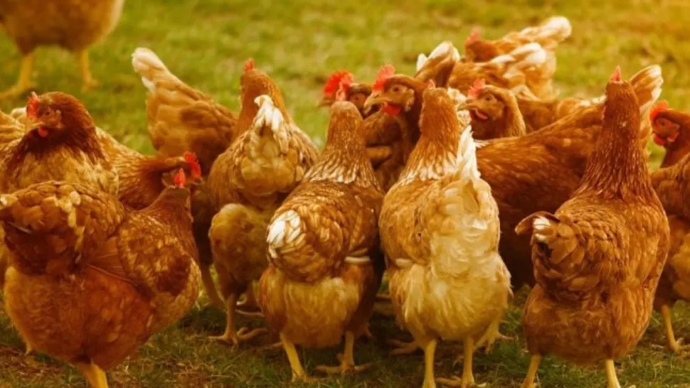 FOCAR uriaș de gripă aviară la o fermă din Giurgiu - 33 de MII de păsări eutanasiate