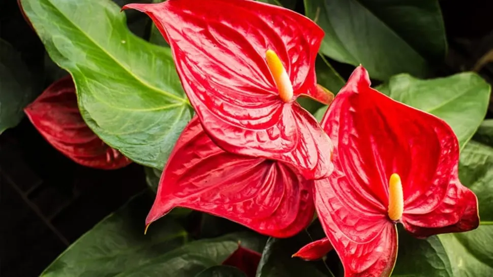 Plantele care atrag iubirea! Trebuie să le ai în casa ta