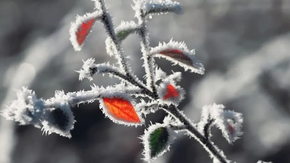 ALERTĂ METEO - Temperaturi EXTREME, în toată țara - unde lovesc ninsorile și bruma