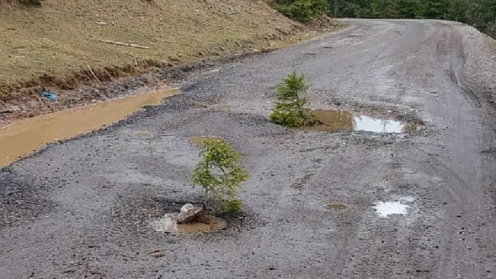 Sătenii au plantat BRAZI în gropile din mijlocul unui drum din zona turistică Beliș