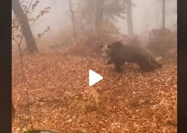 VIDEO – Un român s-a întâlnit cu ursul în pădure, însă ceva haios s-a întâmplat – Totul a fost filmat și imaginile au devenit virale